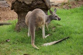 kangaroo near tree green grass view