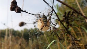 spider on a nest on a plant