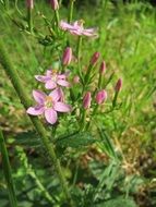 centaurium erythraea flowers