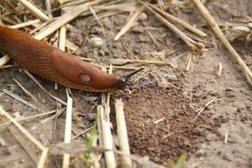 portrait of brown slug crawing on ground