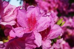 azalea pink plant flower close-up on blurred background