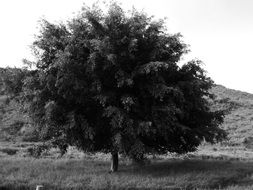 farm tree landscape