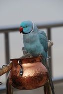 blue parrot on kitchen utensils closeup