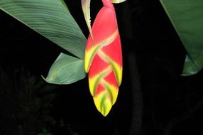 tropical flower in the jungle on a dark background