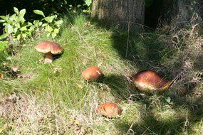 mushrooms under forest tree