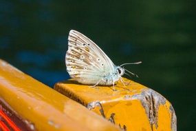 white butterfly on a yellow surface