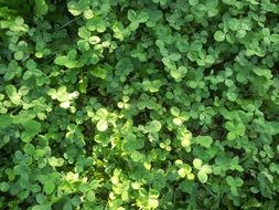 meadow with green clover