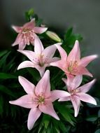 pink lilies in a vase
