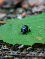 dung beetle on green leaf close up