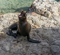 sea lion on a stone in the reserve