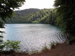 Lake in a forest