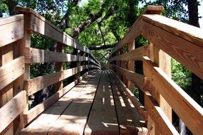 boardwalk in the forest