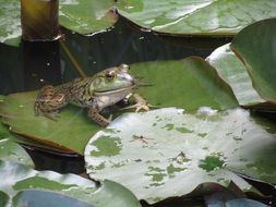 frog sits on a green leaf of lily in a pond