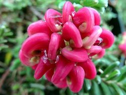 pink petals of decorative flower
