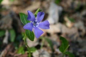 purple spring flower with green leaves