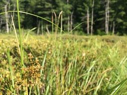 Landscape of grass field