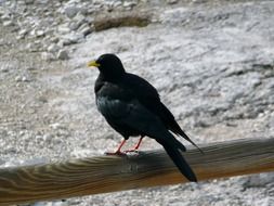 Dark crow in a winter