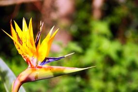 yellow exotic flower