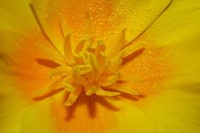 macro blossom