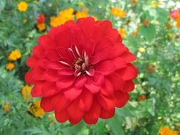 red park flower
