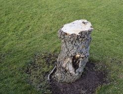tree stump on the meadow
