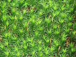 green moss leaves closeup