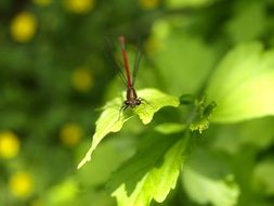 red dragonfly insect on the green leaf