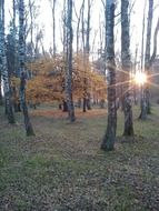 birch forest at dusk