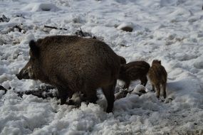 wild boar with offspring in the snow