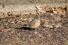 american robin songbird in the wildlife