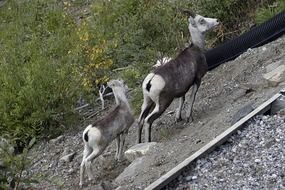 mountain sheep in the rocky mountains of canada