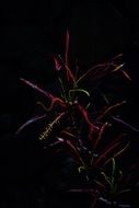 Beautiful and colorful croton plant at dark background
