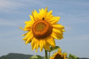 yellow sunflower in the meadow