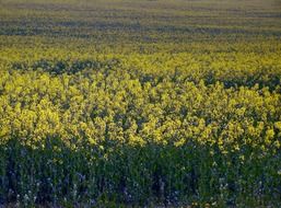 endless rapeseed field, low angle view