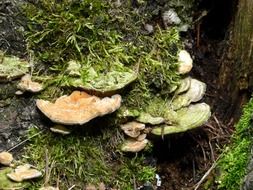xylobionten mushroom under the tree