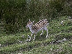 roe deer baby animal portrait