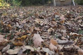 dry autumn leaves on the ground close up