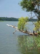 Willow tree on a grienericksee