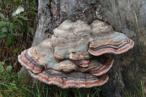 mushrooms on a tree like a sponge