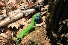 green lizard on the ground