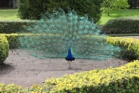 Peacock with big tail