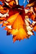 orange leaves of sycamore