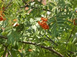 orange fruits of rowan on a green tree