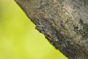 cicadas on a tree