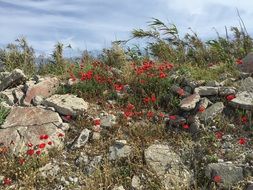 wonderful red sea flower