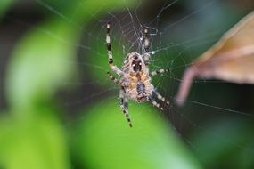 closeup photo of spider in network cobweb