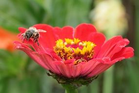 bee in the flower