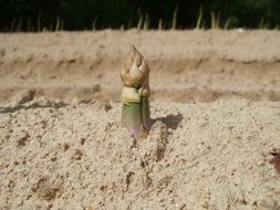 asparagus head poking out