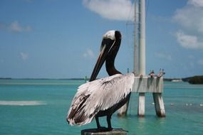 Picture of Florida's sea bird