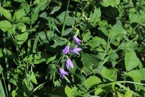 purple bells among green thickets